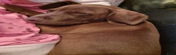 Mixed Breed dogs for sale: Cocker/staffie in Sunderland - Advert 4