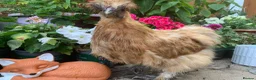 Chickens poultry for sale: Purebred silkie trio  - Advert 4