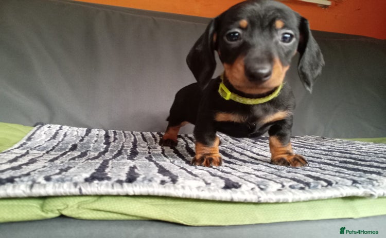 Dachshund dogs - Advert 6