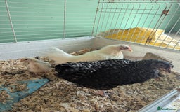 Chickens poultry for sale: 3 Small Chickens Serama hens - Image 6