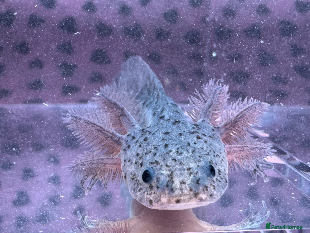 Axolotl reptiles for sale: Axolotl juveniles variety of morphs 3months old  - Advert 9