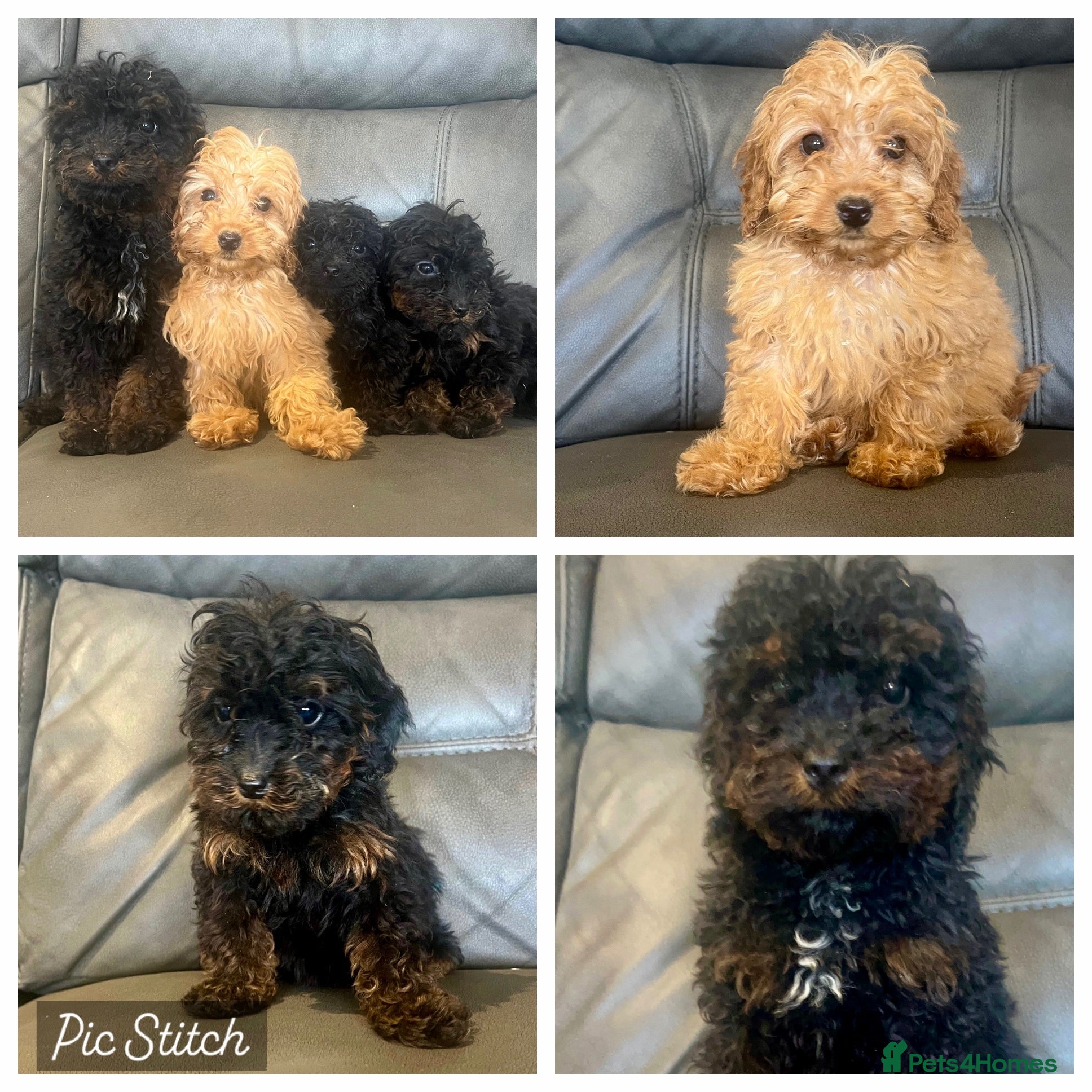 Cockapoo dogs for sale: 🐶F2 cockapoos 🐶 - Advert 1