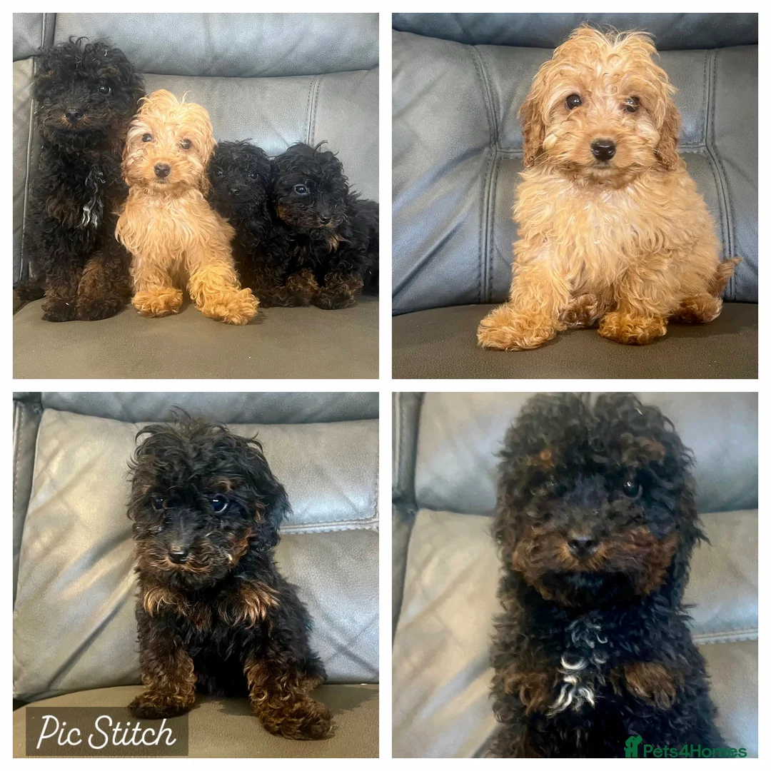 Cockapoo dogs for sale: 🐶F2 cockapoos 🐶 - Advert 1