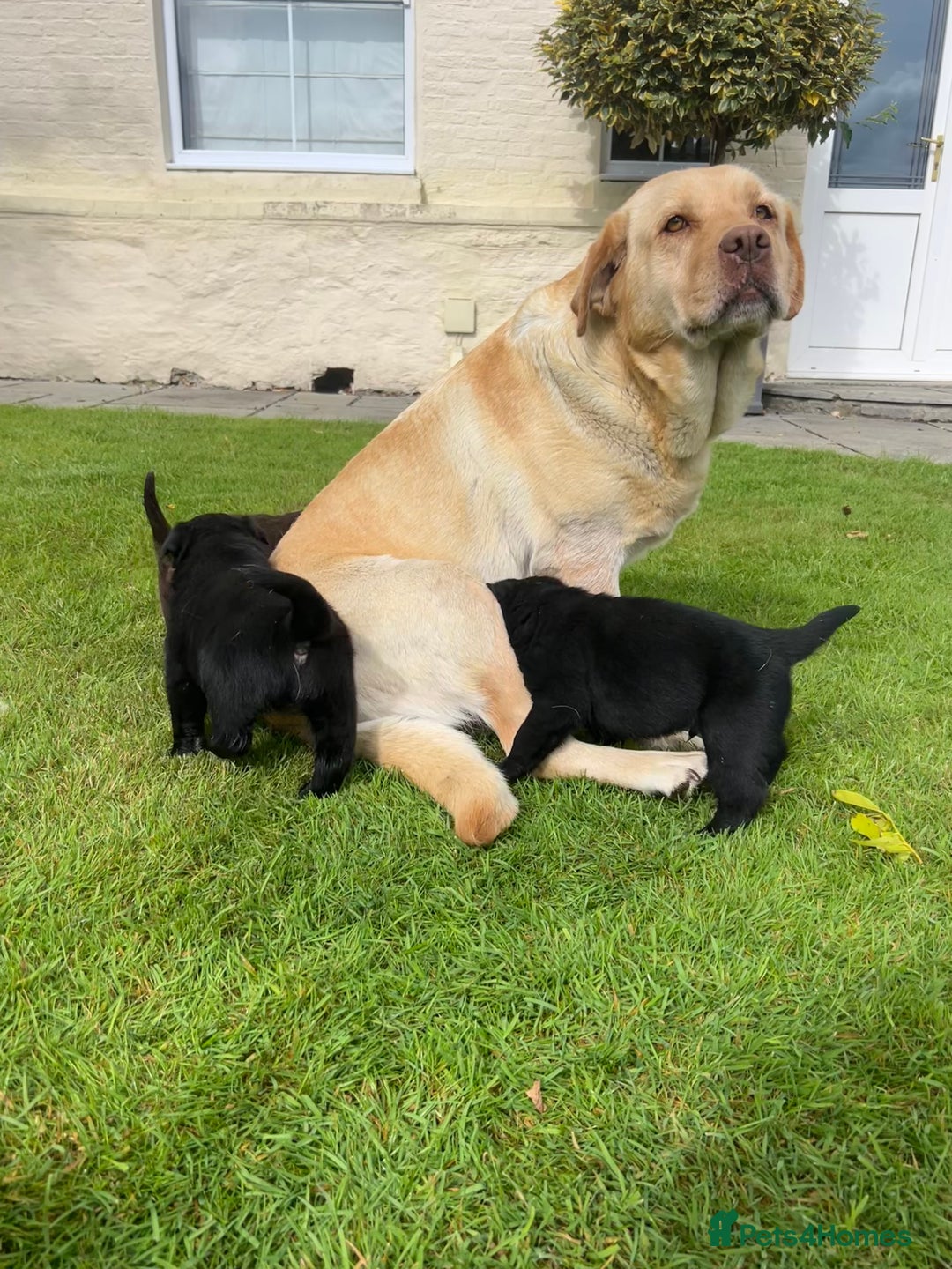 Borador dogs for sale: Borador Puppies  - Image 8