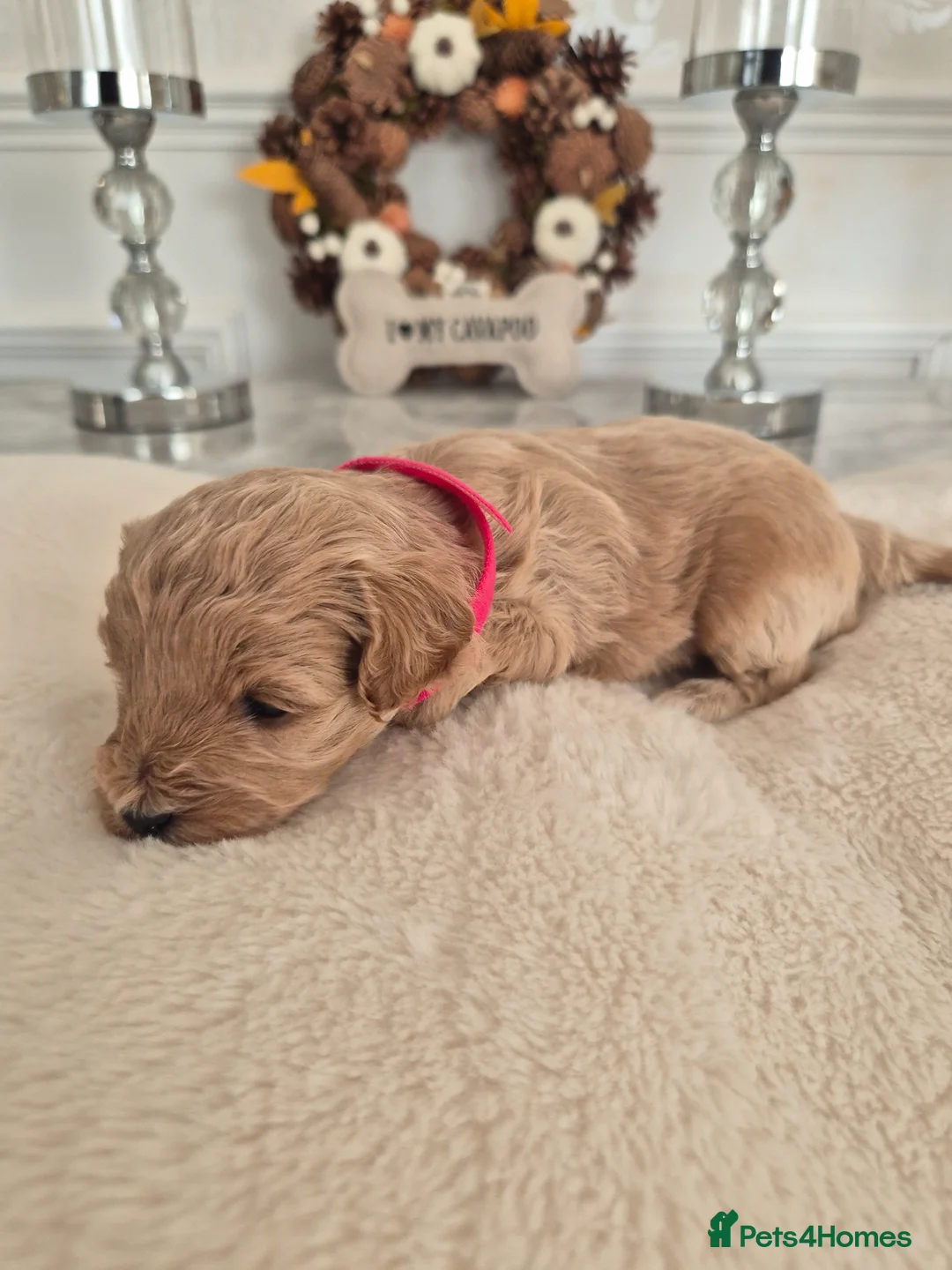 Cavapoo dogs for sale: F1B HEALTH TESTED CAVAPOO PUPPIES  in Wolverhampton - Advert 3