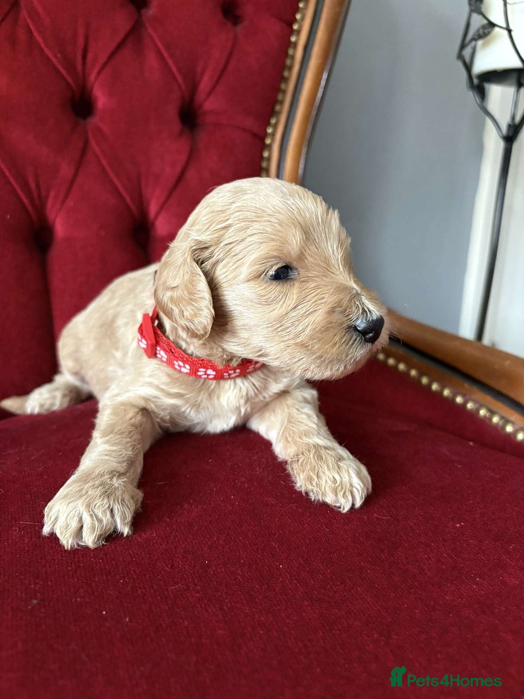 Goldendoodle dogs for sale: Golden Doodle litter  - Image 17