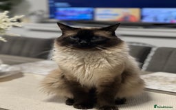 Ragdoll cats for sale: Ash ragdoll male - Image 2