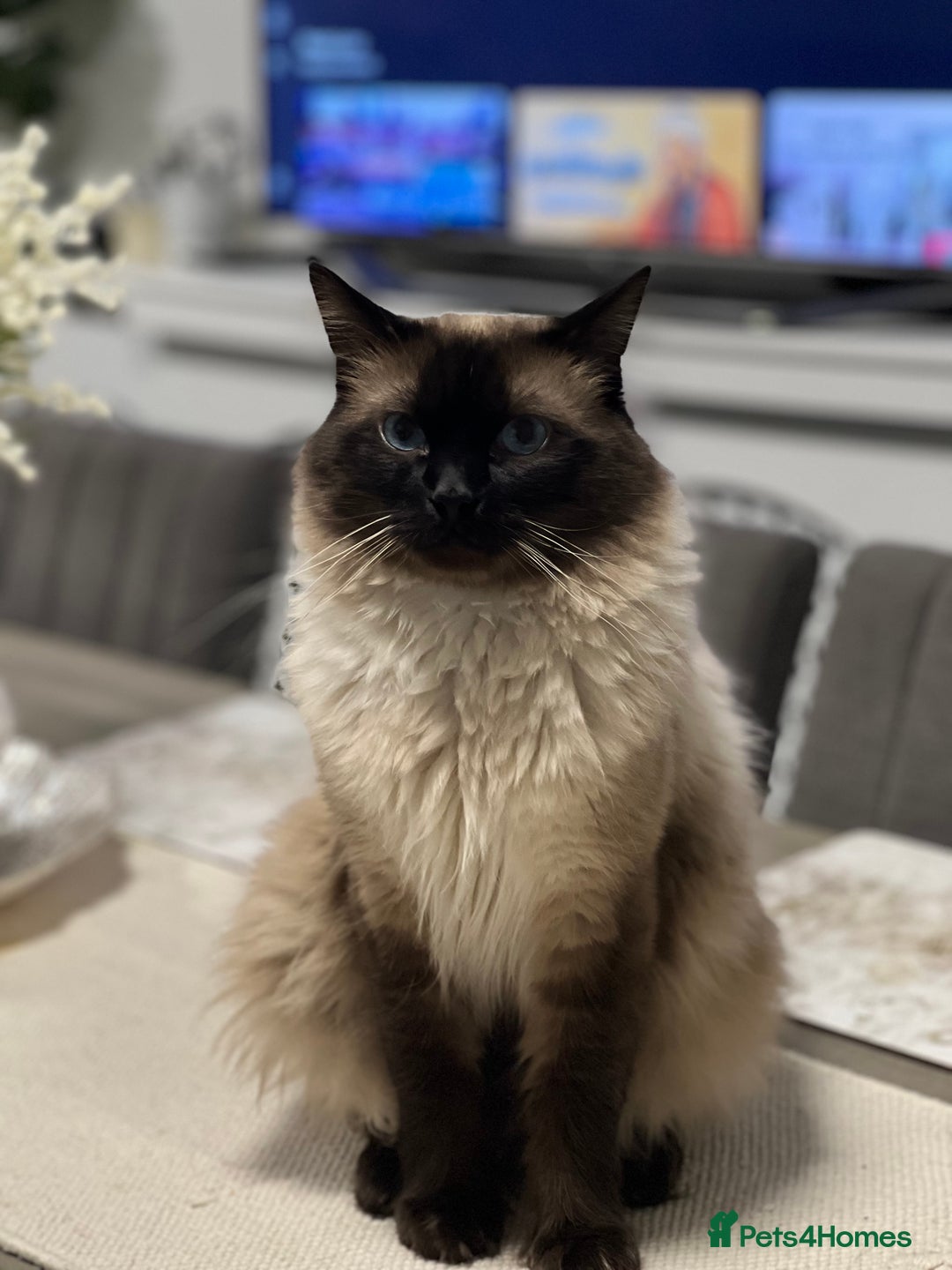 Ragdoll cats for sale: Ash ragdoll male - Image 2