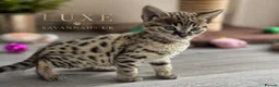 Savannah cats for sale: 🐆 Rare pedigree F2 & F3 Savannah Kittens 🐆 - Advert 1