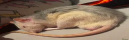 Rat rodents for sale: Baby rats ready 29/06/26 - Advert 5