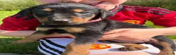 Huntaway dogs for sale: Huntaway puppies in Machynlleth - Advert 3