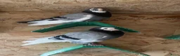 Pigeons birds for sale: Birmingham roller  in Leeds - Advert 1