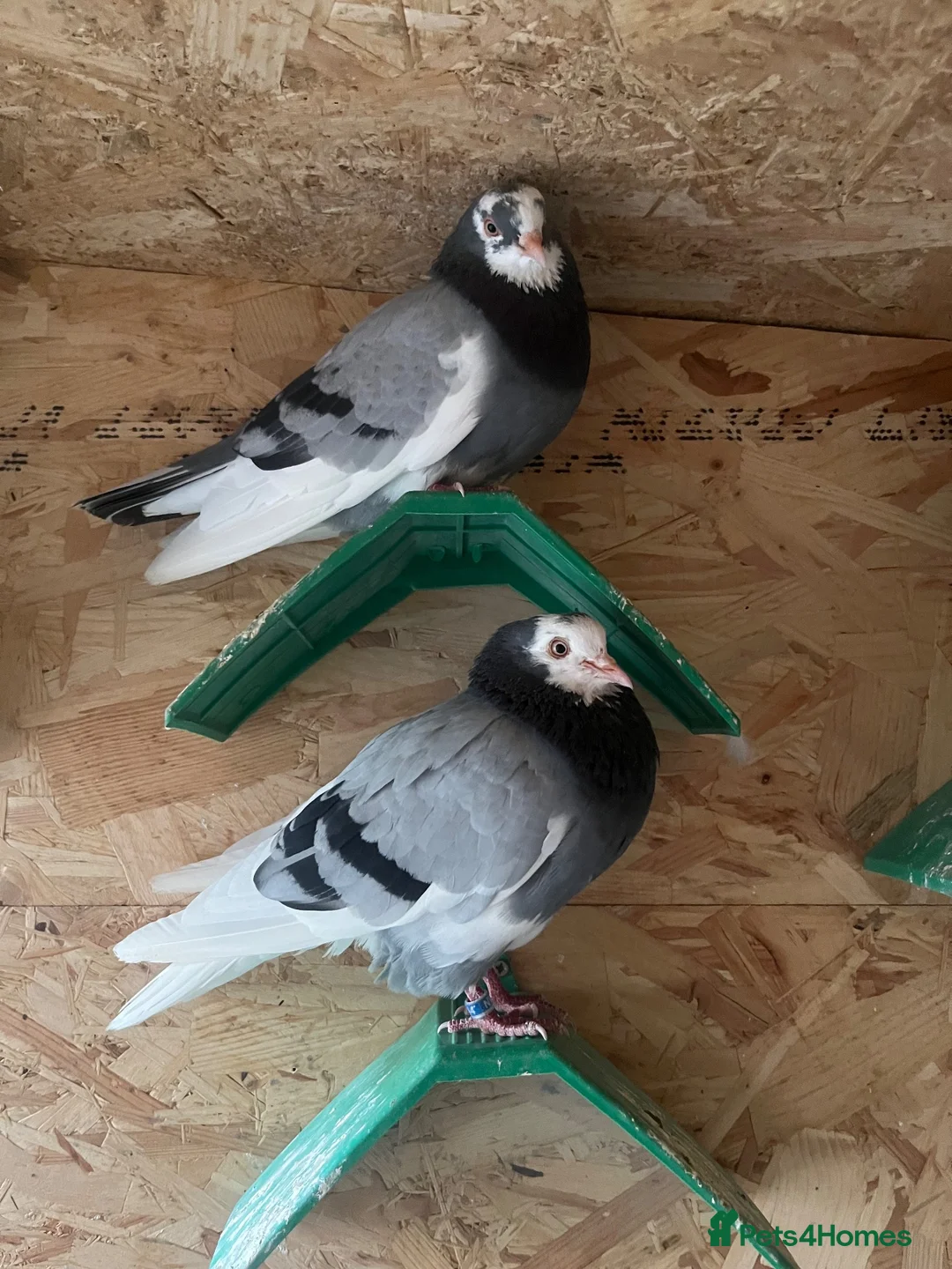 Pigeons birds for sale: Birmingham roller  in Leeds - Advert 1