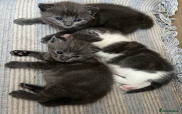 Russian Blue cats for sale: Kittens half Russian Blue - Image 5