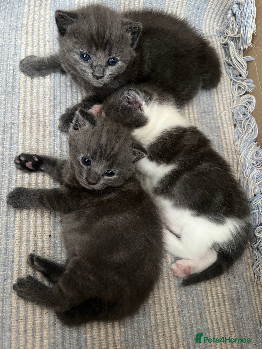 Russian Blue cats for sale: Kittens half Russian Blue - Image 5