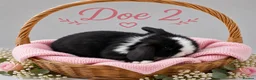 Mini Lop rabbits for sale: Pure breed Mini Lops - Advert 4