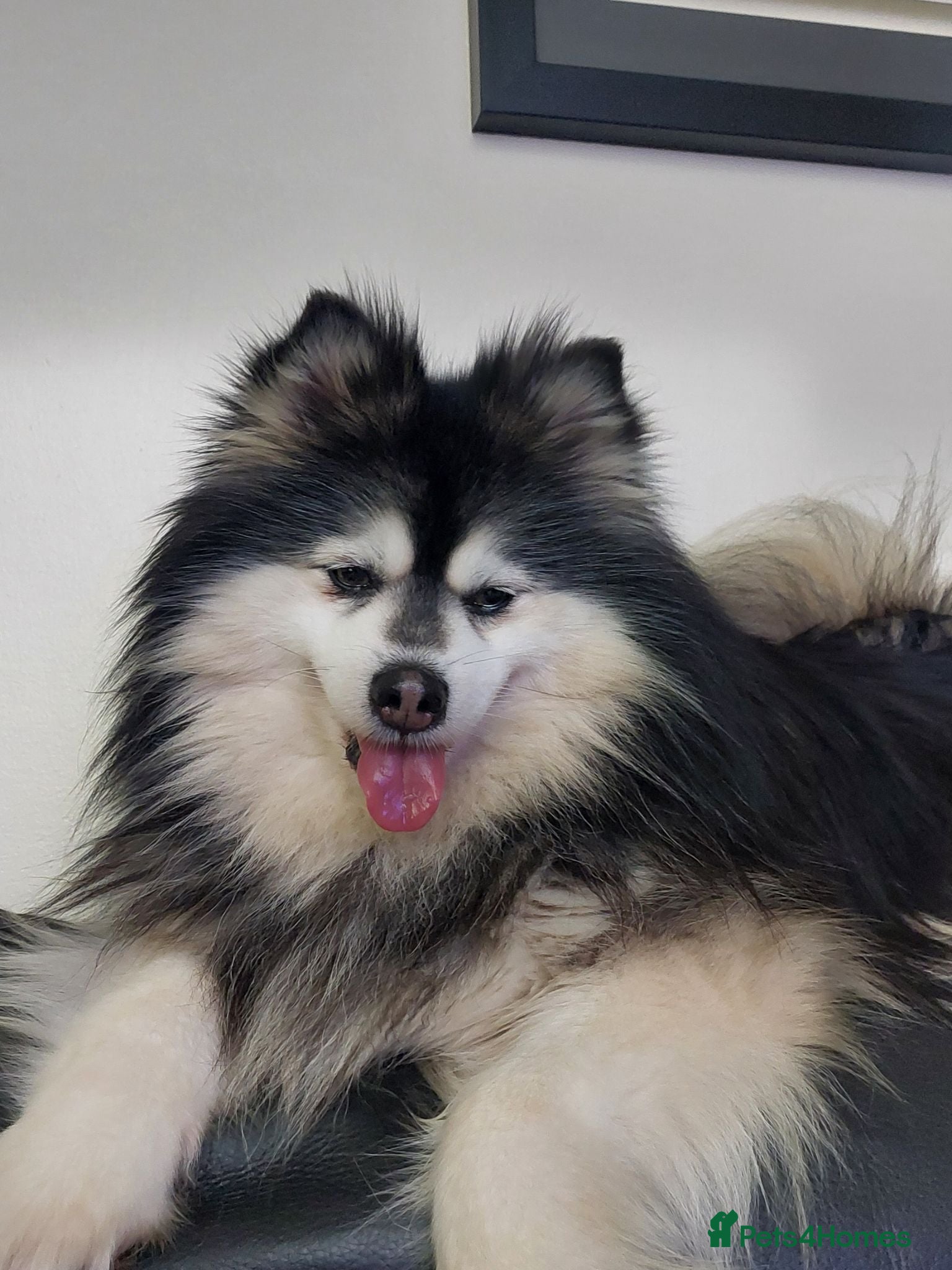 Pomsky dogs Champ F2 pomsky for stud  - Advert 7