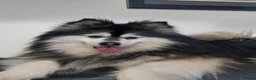 Pomsky dogs for stud: Champ F2 pomsky for stud  - Advert 1