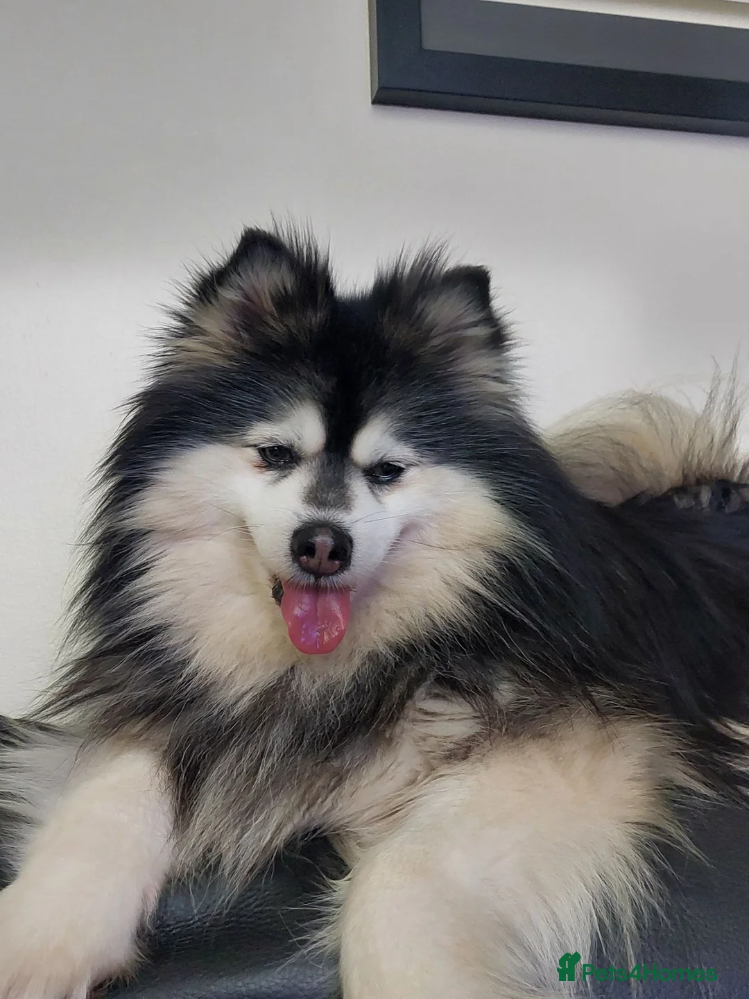 Pomsky dogs for stud: Champ F2 pomsky for stud  - Advert 1