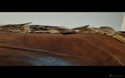 Mixed Breed cats for sale: Beautiful kittens looking for their forever homes - Image 6
