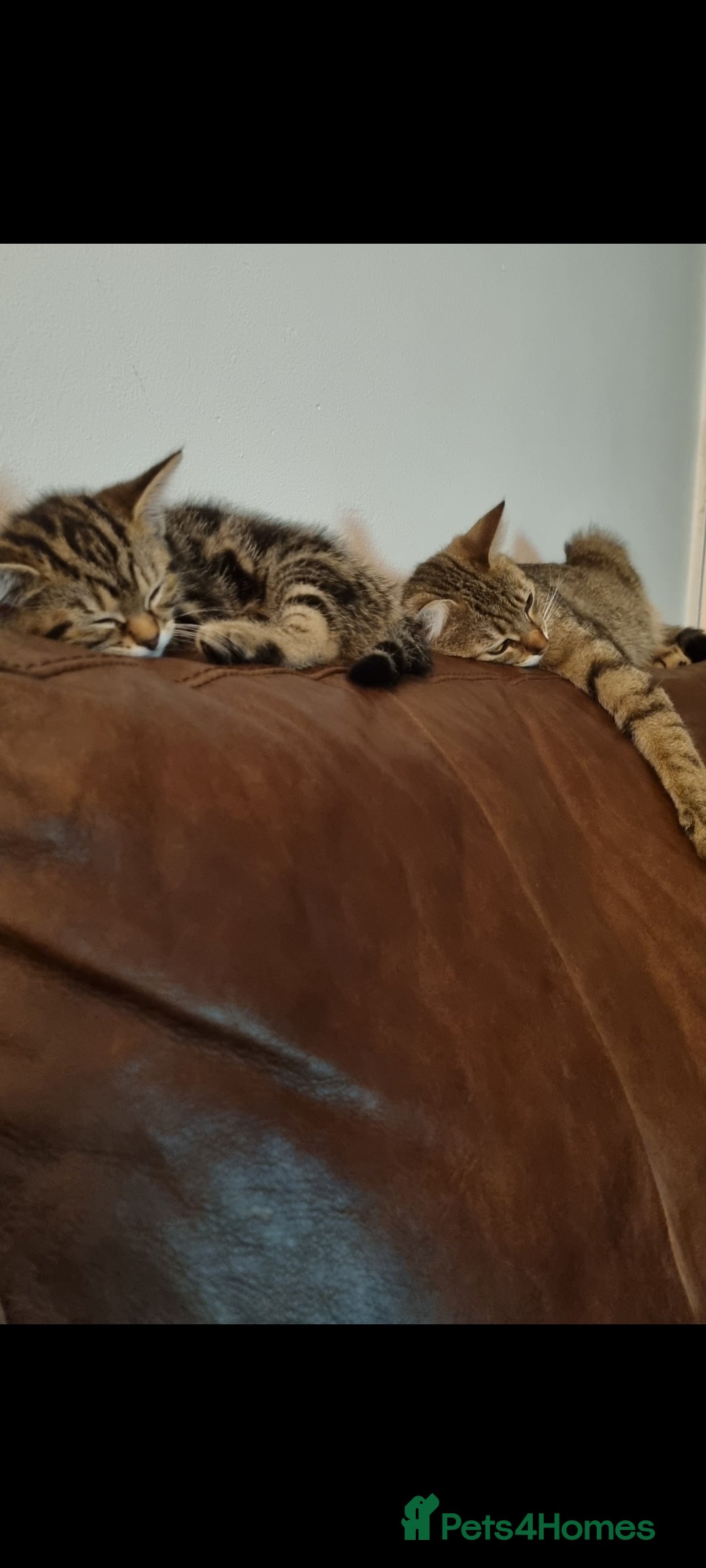 Mixed Breed cats for sale: Beautiful kittens looking for their forever homes - Image 6