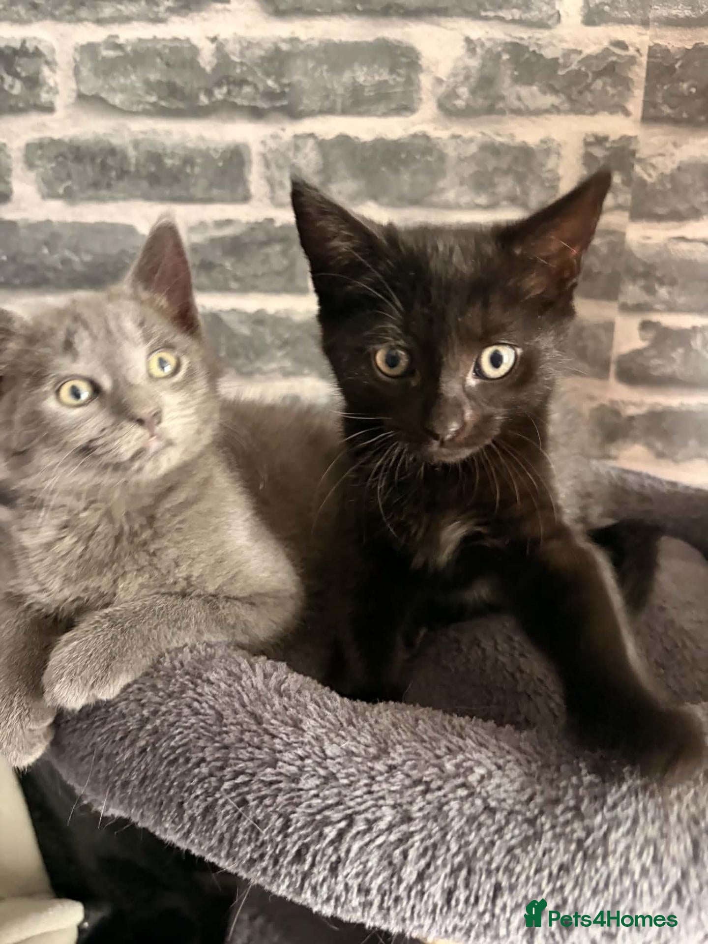Mixed Breed cats 2 kittens 9 weeks old  - Advert 12
