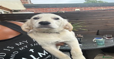 Golden Retriever dogs - Advert 5