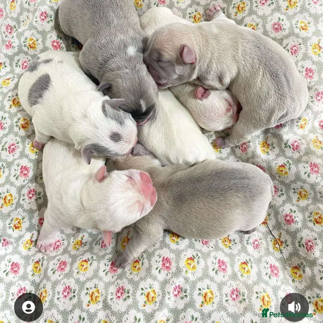 French Bulldog dogs for stud:  💥Amazing structure and quality! in Ebbw Vale - Advert 23