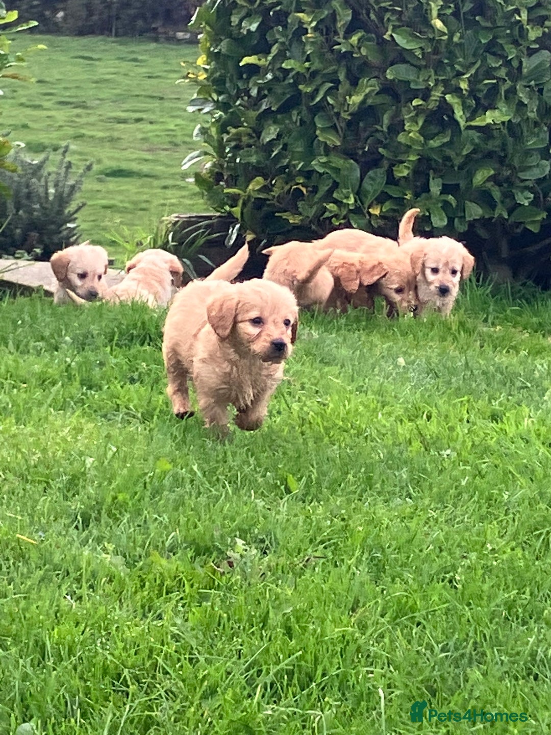 Labradoodle dogs for sale: Labradoodle  - Image 2