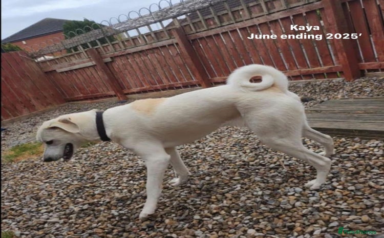 Mixed Breed dogs in Brixham - Advert 3