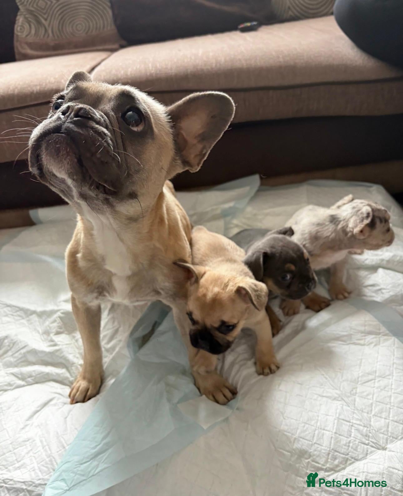 French Bulldog dogs Beautiful French Bulldogs  - Advert 1