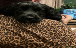 Sprocker dogs for sale: Black beauty  - Advert 6