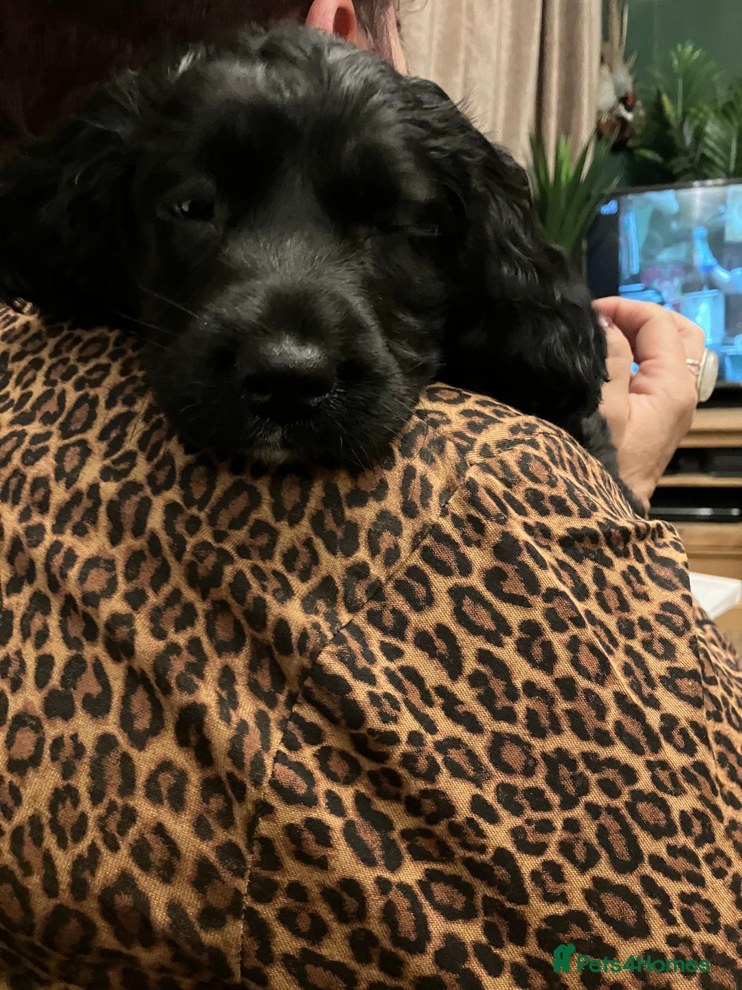 Sprocker dogs for sale: Black beauty  - Advert 6