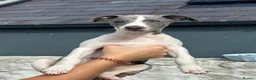Whippet dogs for sale: 🥰LAST TWO WHIPPET BOYS REMAINING🥰 - Advert 9