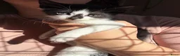 Mixed Breed cats for sale: 12 Kittens - Black/Black&White - Males/Females - Advert 2