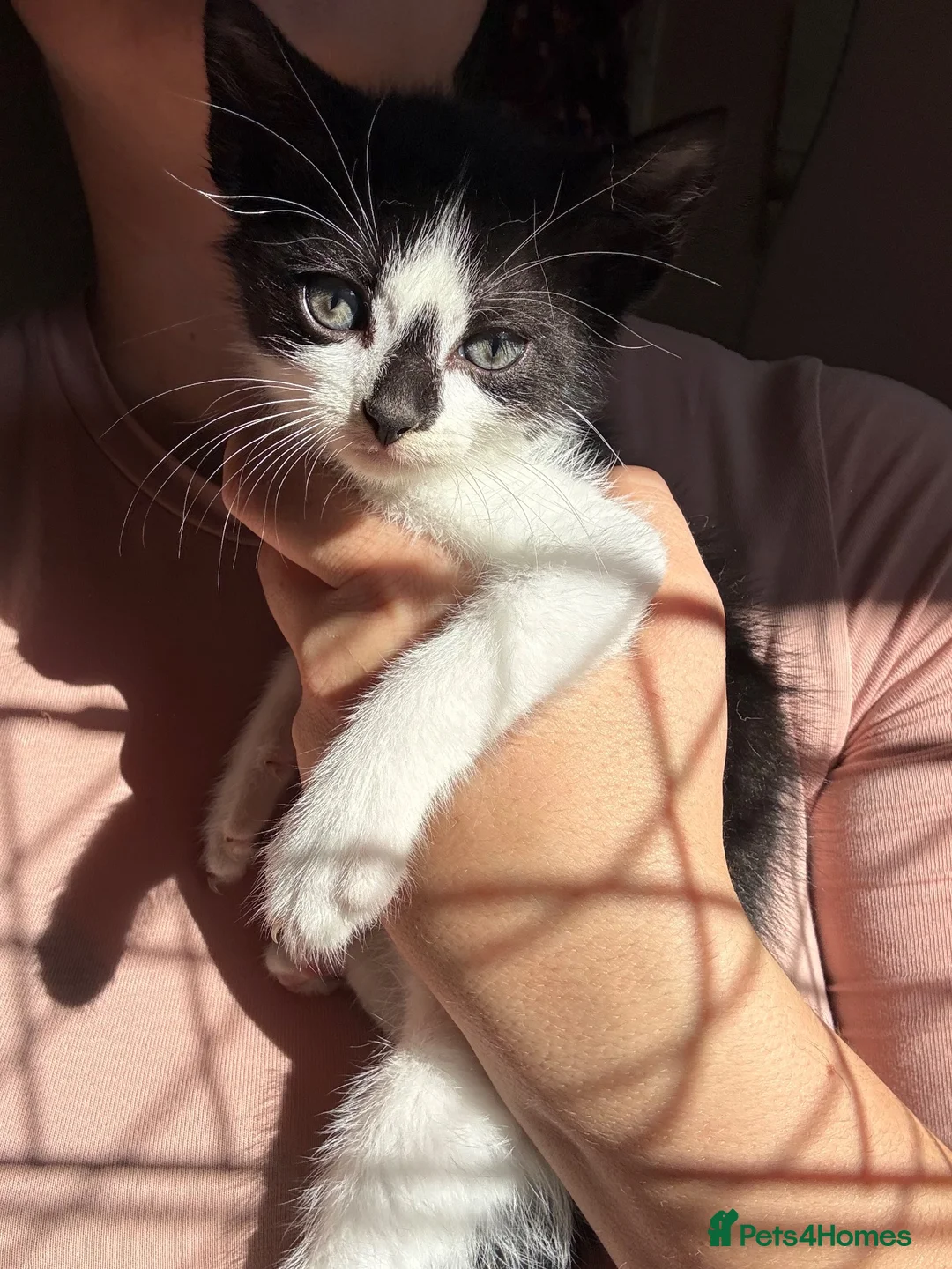 Mixed Breed cats for sale: 12 Kittens - Black/Black&White - Males/Females - Advert 2