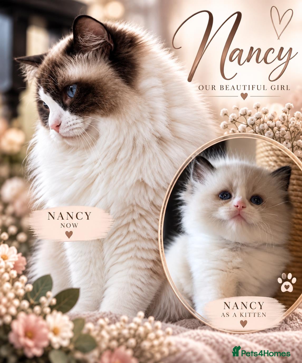 Ragdoll cats TICARegistered Ragdoll Kittens - Waiting List Open - Advert 2