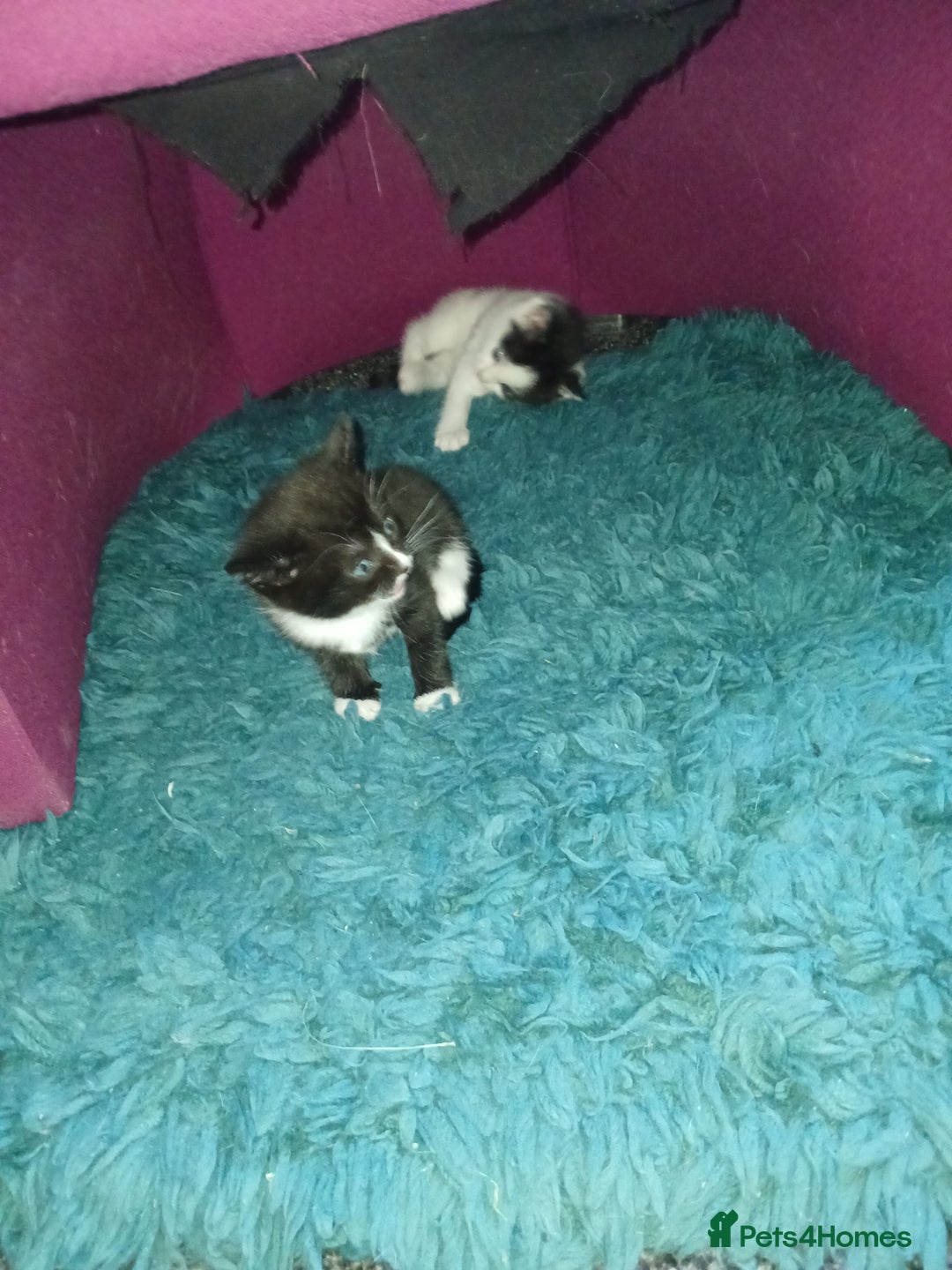 RagaMuffin cats for sale: 2 ragamuffin mixed breed kittens. Nearly 8 weeks - Image 9