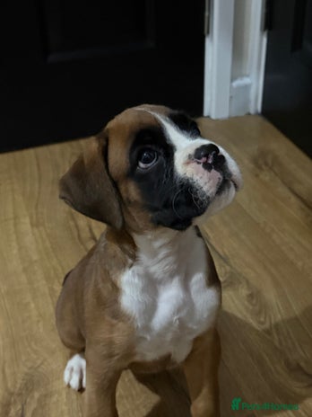 Boxer dogs - Advert 2