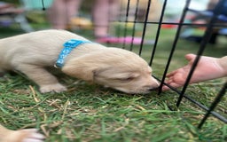 Mixed Breed dogs for sale: 3/4 Labradors puppy’s for sale  - Image 6