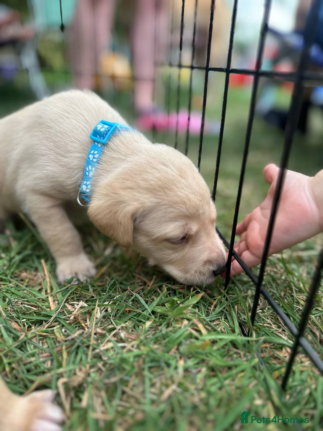 Mixed Breed dogs for sale: 3/4 Labradors puppy’s for sale  - Image 6