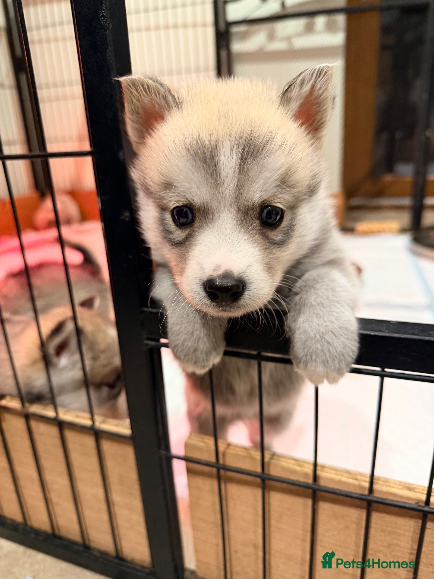 Pomsky dogs F2 Pomsky puppies - Advert 2