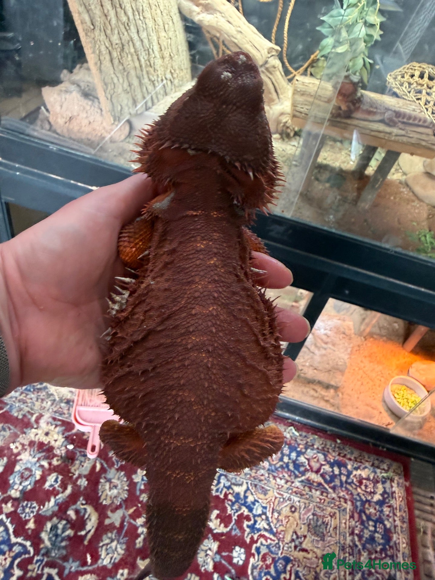 Bearded Dragon reptiles Stunning adult bearded dragons  - Advert 2