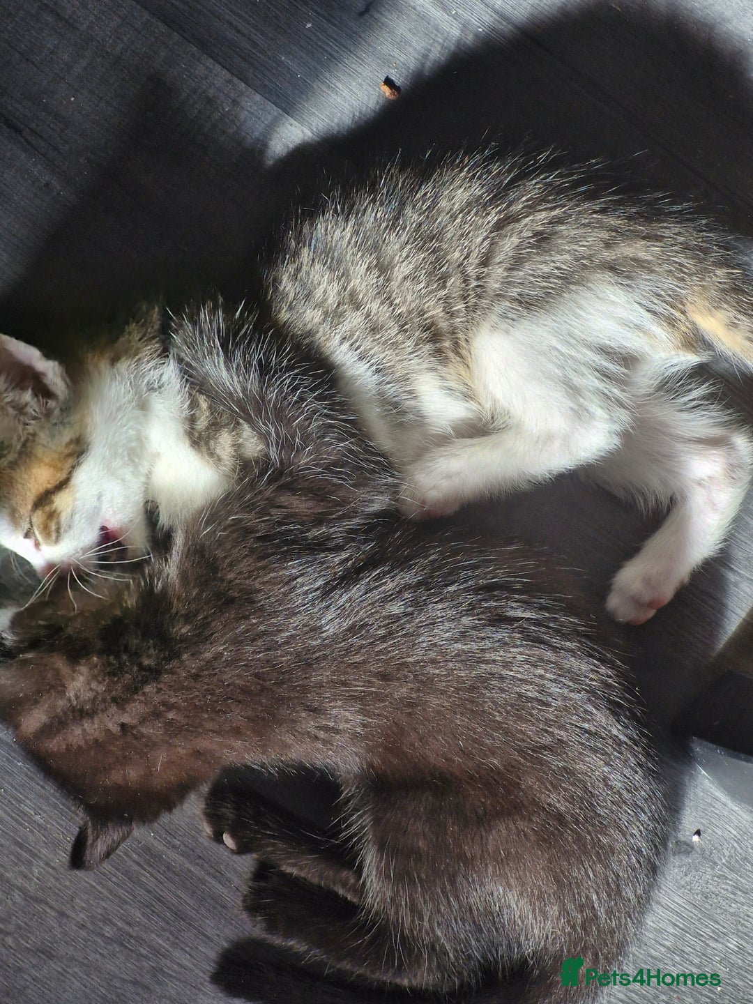 Mixed Breed cats for sale: 3 kittens left looking for there forever homes - Image 5