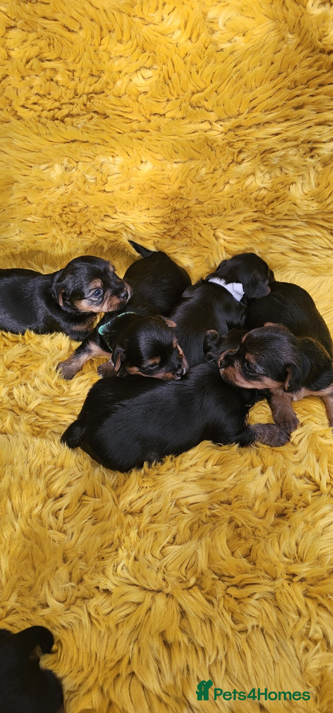 Yorkshire Terrier dogs for sale: Yorkshire Terrier puppies - Image 11