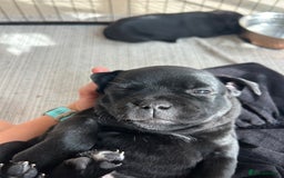 Staffordshire Bull Terrier dogs for sale: Gorgeous Black Boy available from this litter!  - Image 15