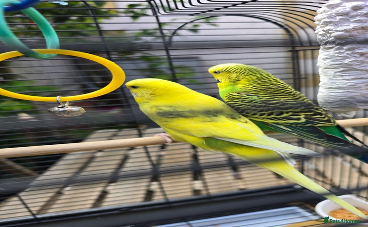 Budgerigars birds - Advert 17