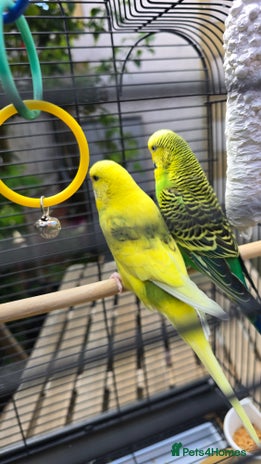 Budgerigars birds - Advert 17