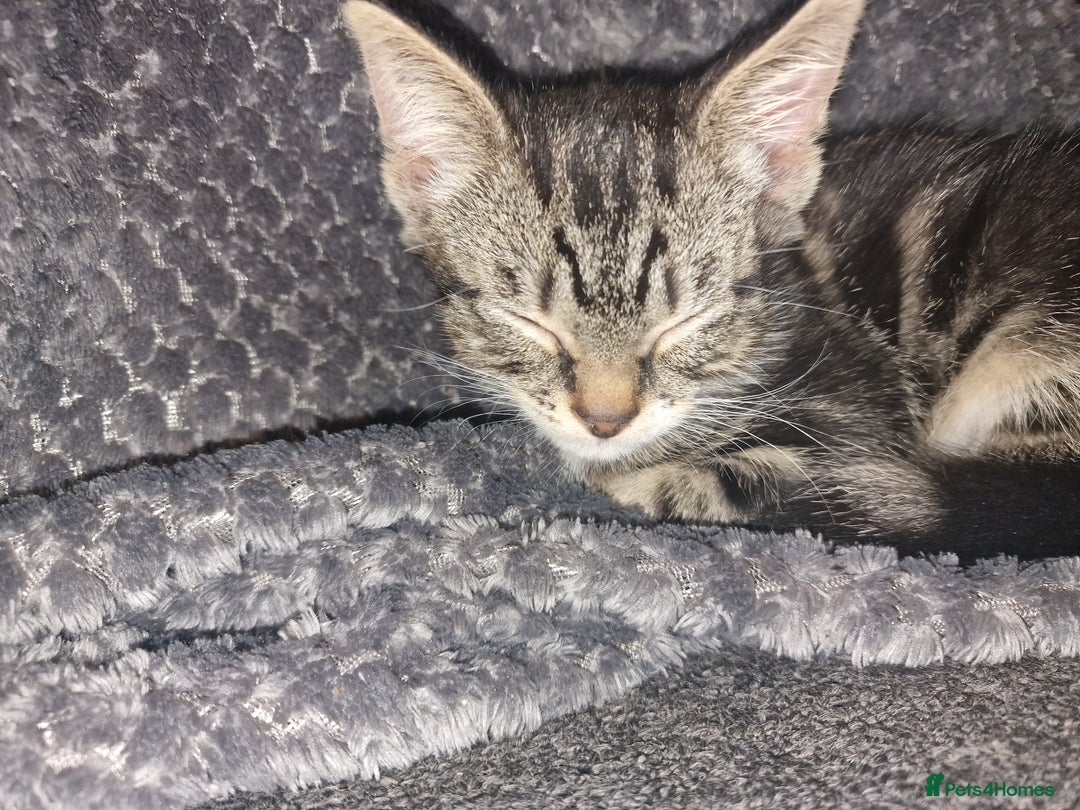 Mixed Breed cats for sale: Kitten for sale. A beautiful girl! - Advert 16