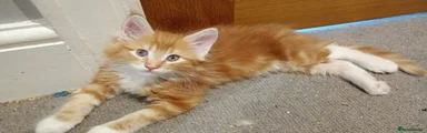 Amber